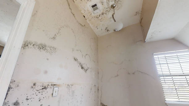 Best Post-Remediation Verification Testing  in Croswell, MI
