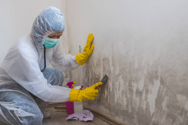 Best Attic Mold Removal  in Croswell, MI