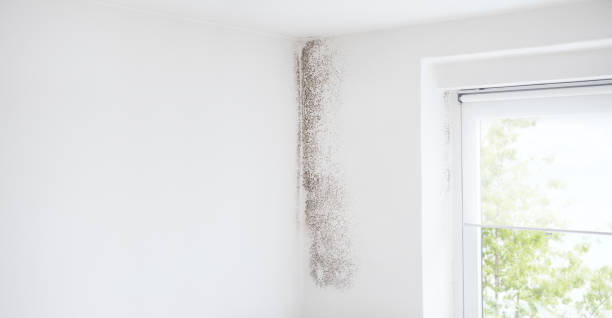 Best Mold Damage Restoration  in Croswell, MI