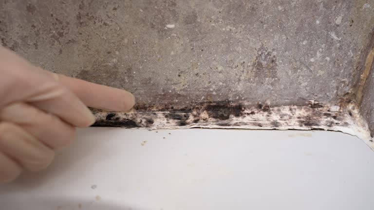 Best Commercial Mold Inspection  in Croswell, MI