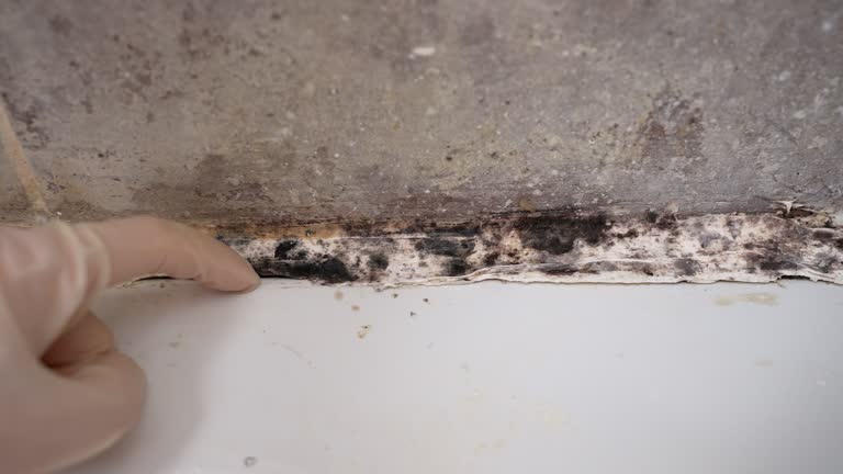 Mold Remediation for Rental Properties in Croswell, MI