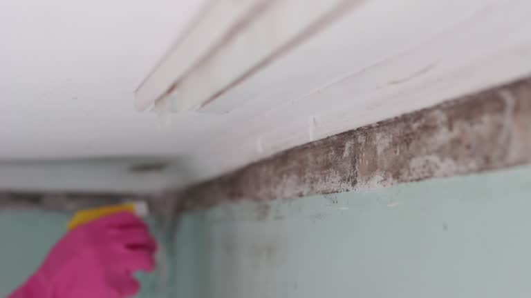 Best Residential Mold Inspection & Testing  in Croswell, MI